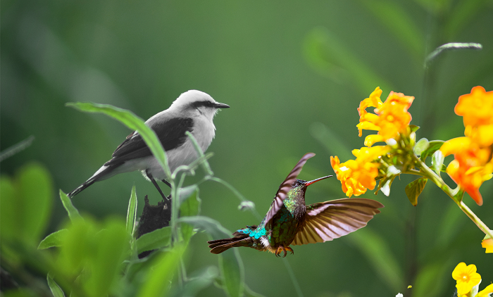 Birding In Dhanaulti